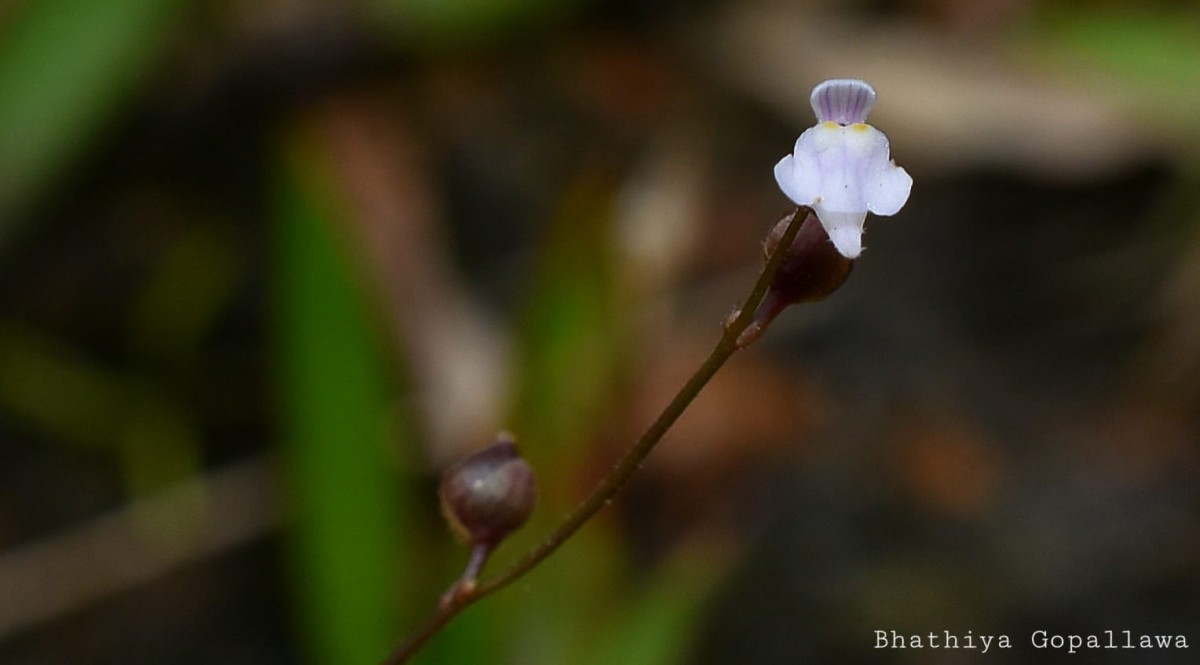 Utricularia caerulea L.